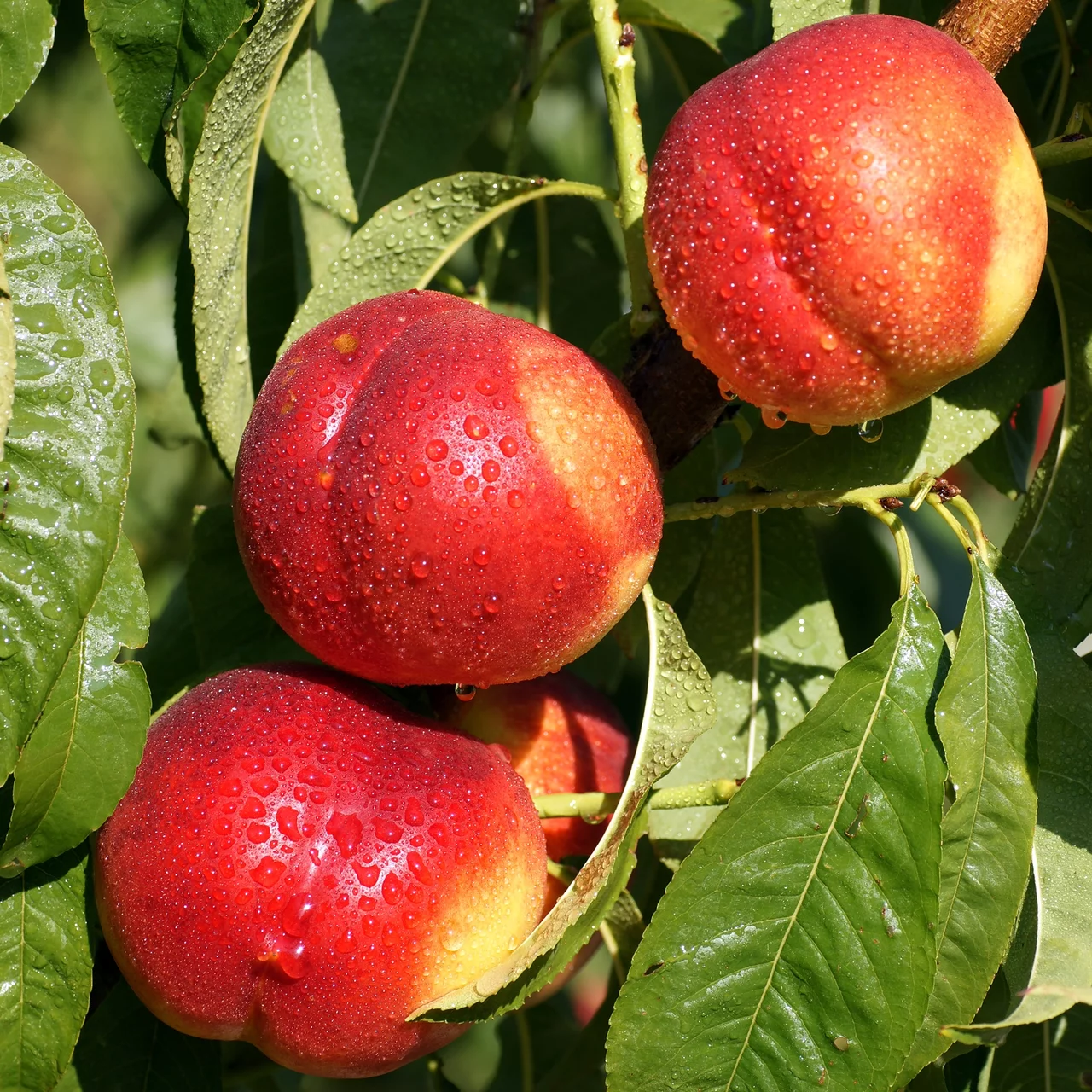 bio-nektarine-venus-biologische-spindel-obstb-ume